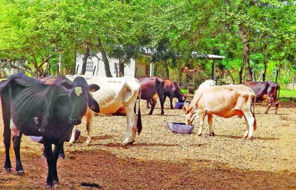 El ganado se vio afectado por la falta de agua en Azuero.