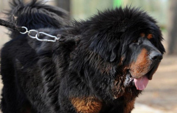 Pensaron que era un perro y resulto ser oso