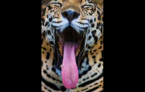 El jaguar, yaguar o yaguareté ​ es un carnívoro félido de la subfamilia de los Panterinos y género Panthera. Es la única de las cuatro especies actuales de este género que se encuentra en América.