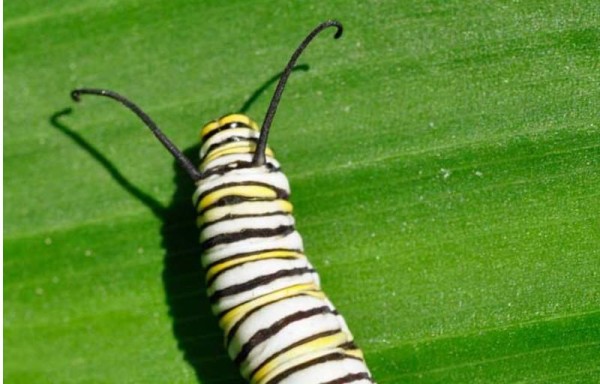 En su fase de oruga son más sensibles.