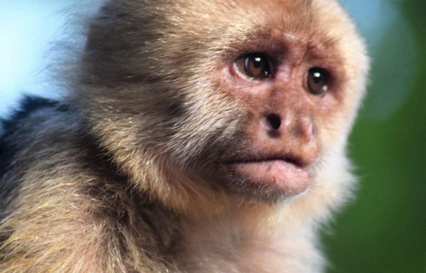 La primera vez que se hizo un estudio poblacional del mono tití chiricano (Saimiri oerstedii) fue en 1999.