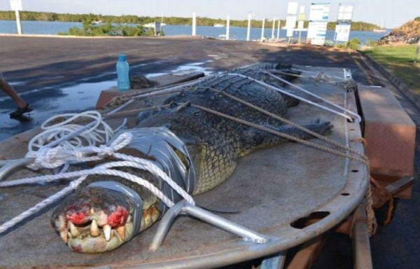 Monstruoso cocodrilo