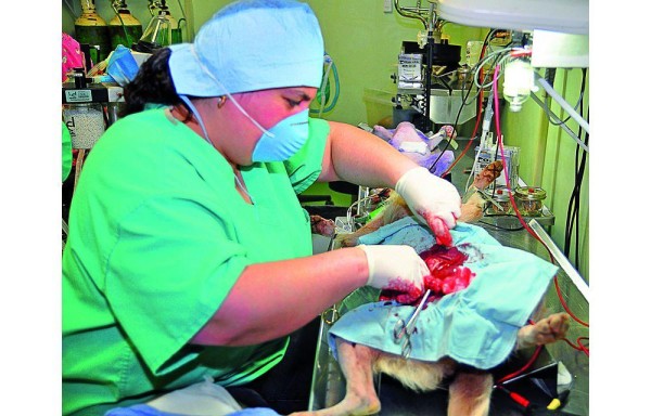 Clínicas de salud, veterinarias y odontología solo pueden tramitarlas los nacionales.