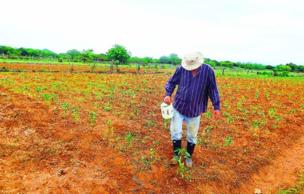 Productores se sienten abandonados.
