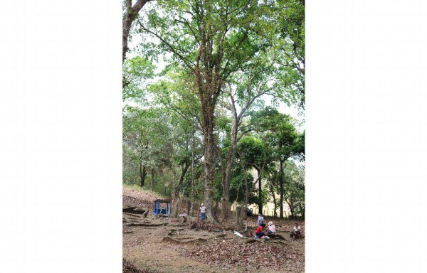 Las flores de este árbol tienen los poderes de curar todos los males.