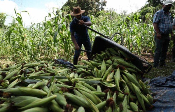 UNCUREPA indica que hay tendencia al alza en algunos productos de la canasta básica de alimentos.