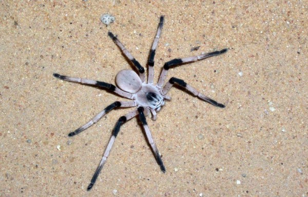 La araña más vieja tenía 43 años y la mató una avispa