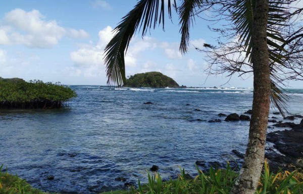 Hay embarcaciones que te pueden llevar a pasear.