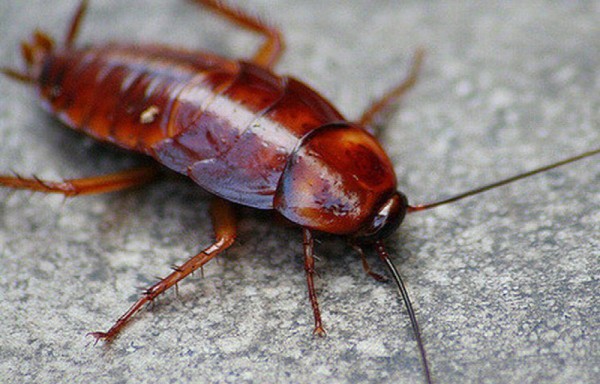 Vivió con una cucaracha en su oído por una semana