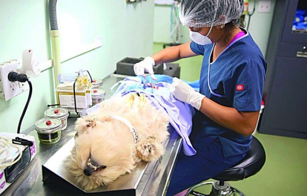 Llevar a tu perro al veterinario es una forma de demostrarle tu amor hacia él y prolongar su vida.