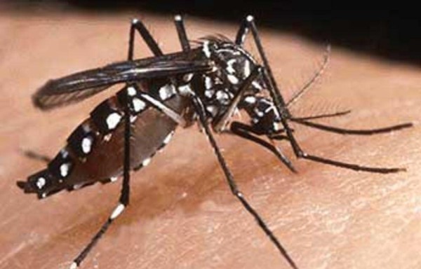 Mosquito Aedes aegypti, transmisor de enfermedades.