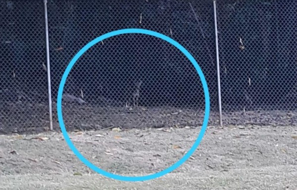 Divisan coyote en las faldas del cerro Ancón, perseguía ñeques