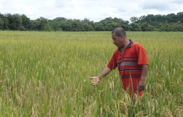 Cada año siembran menos hectáreas de arroz.