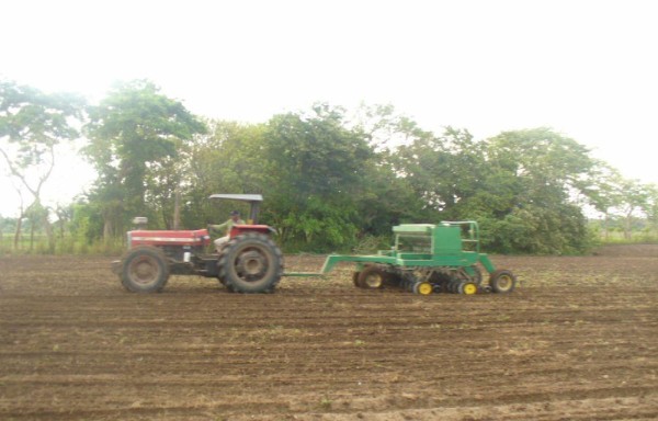 El arroz es uno de los productos más afectados por las constantes lluvias que se registraron en el país.