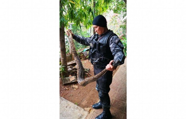 Atraparon la boa en el techo.