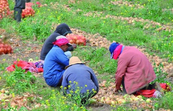 Se teme que la producción nacional sea afectada.