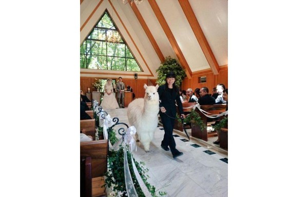 Alpacas: inusuales testigos de boda