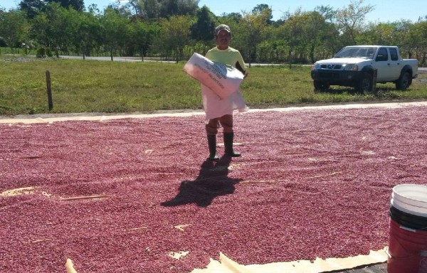 La provincia de Chiriquí produce el 80% del consumo nacional de porotos.