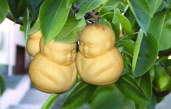 China produce peras en forma de Buda