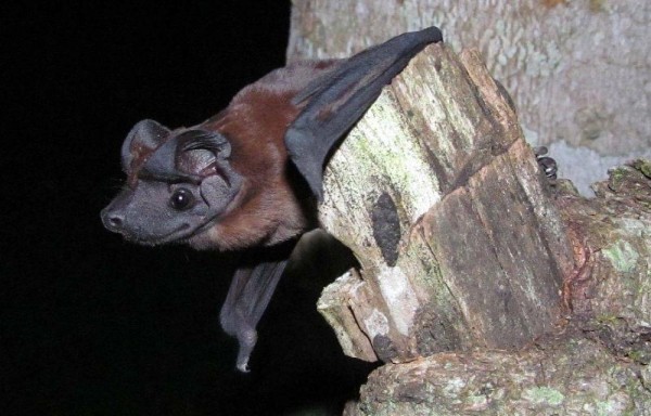 Dos nuevas especies de murciélagos de la familia Molossidae, conocidos como aquellos con cara de perro: el de Freeman