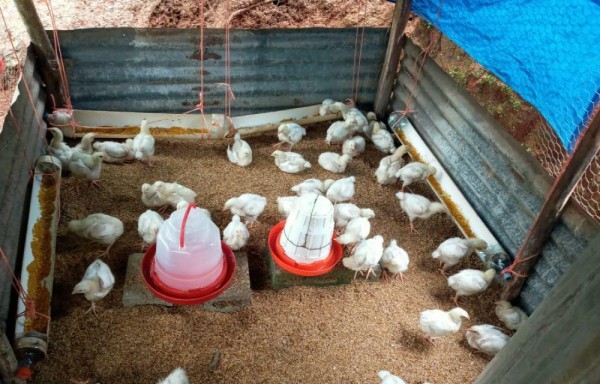 Panamá, hasta el momento, nunca ha tenido IAAP.