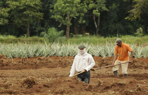 El MIDA evaluará los daños.
