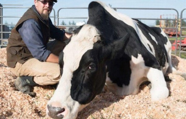 El toro de 2,204 libras y 2 metros de alto