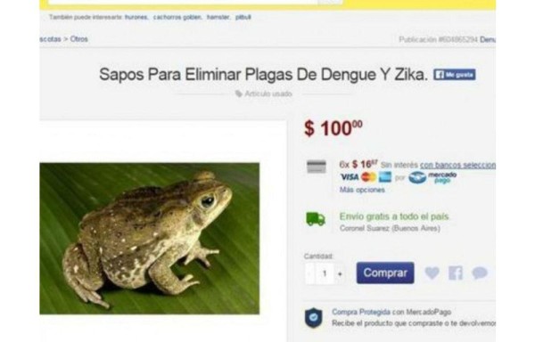 Vende en internet sapos a 100 palos para combatir el zika y el dengue