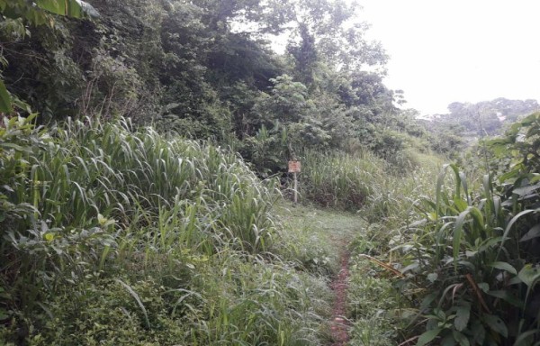 Caminan en medio de altos herbazales y la basura.