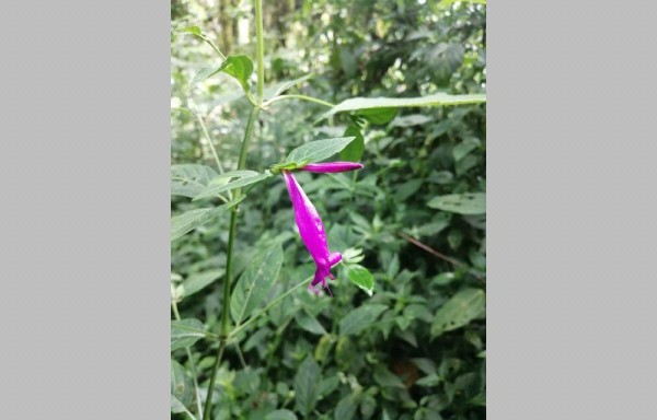 PILA: excelso paisaje verde y montañero