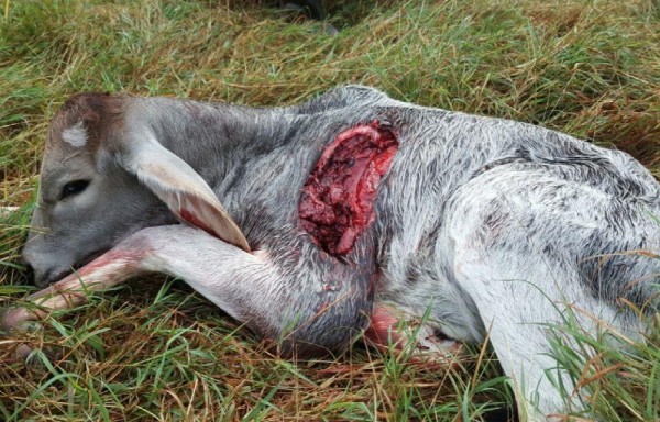 EL GANADO TENÍA MORDIDAS PROFUNDAS | Dos terneros amanecieron muertos ayer en una finca en Portobelillo, Parita, provincia de Herrera, por el ataque de coyotes. Los ganaderos están preocupados porque están acabando con gallinas, reses y otros animales domésticos. Estas fieras también rondan las fincas en Ocú.