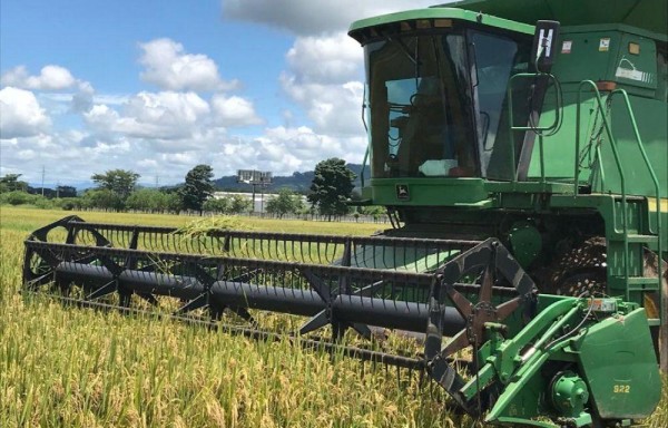 Diversos factores externos han ocasionado una merma en la producción agrícola.