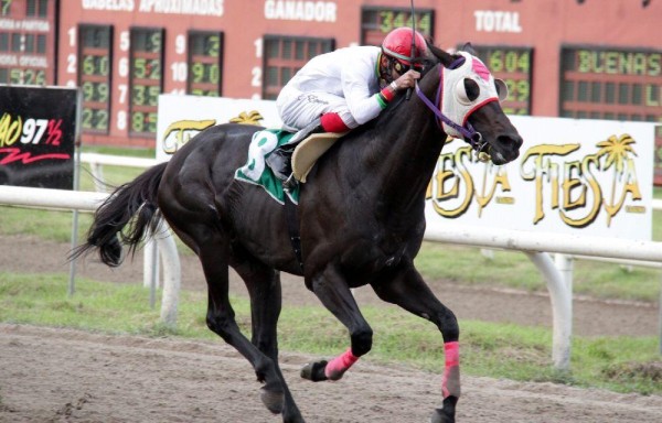 ‘Obeche' ha sido el ganador de 21 carreras en 59 presentaciones.