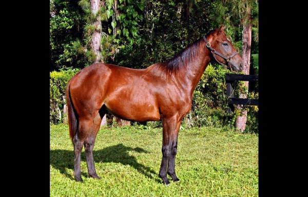 Macho colorado, hijo de ‘Storm Treasure' en ‘Monican' por ‘Evaristo'.