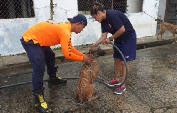 La Unidad Canina del Sinaproc.