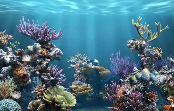 Los corales marinos favorecen el turismo en las zonas costeras de varios países y funcionan como barreras naturales cuando se presentan tormentas.