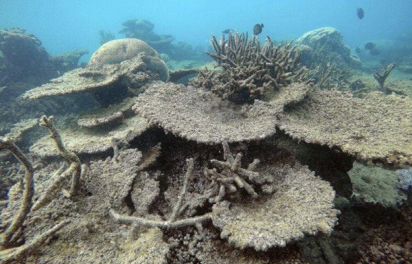 El calentamiento del agua del mar y el aumento de su acidez, las mayores amenazas para los corales australianos.