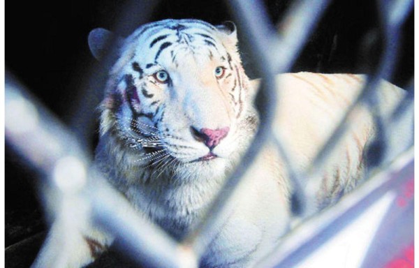 Trasladan a 11 felinos silvestres rescatados