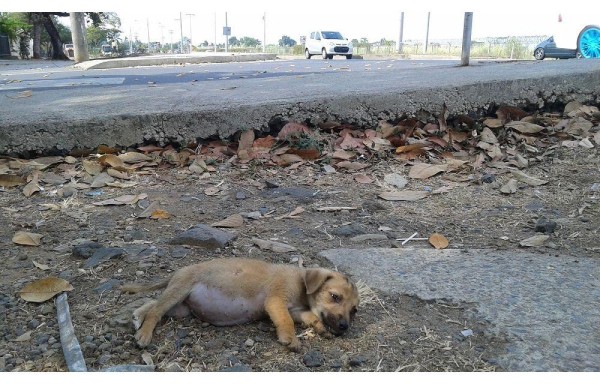 Los pobres animalitos a merced del sol y la lluvia.