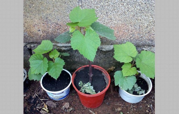 En la tierra del chicheme también cultivan uvas