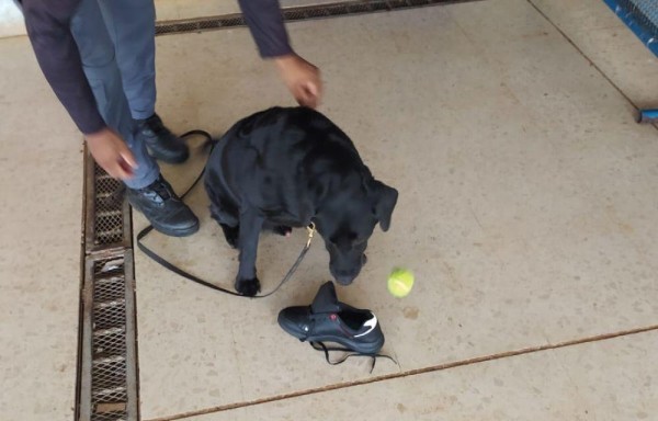 ‘Oro' evita que metieran hojas de ‘feeling' en cárcel