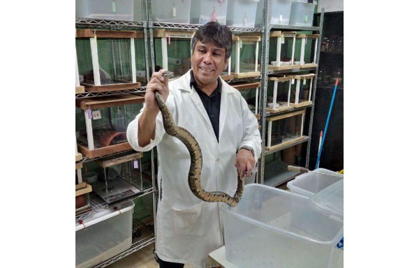 ‘Las están matando mucho sin saber el beneficio que estos animales tienen para el ecosistema' HERPETÓLOGO