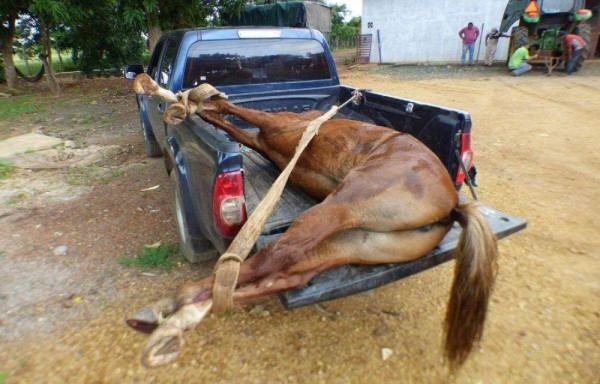 El dueño del animal muerto acudió al lugar y se lo llevó para enterrarlo en su finca.