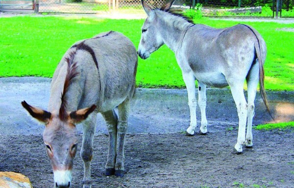 Amor pudo más, burros copularán al aire libre