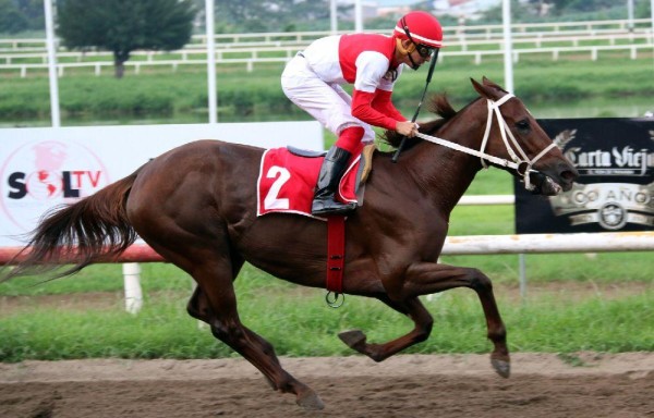 ‘Chantik' tras ganar la triple corona de yeguas, buscar ahora la de machos tresañeros.