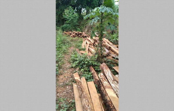 La madera fue incautada.