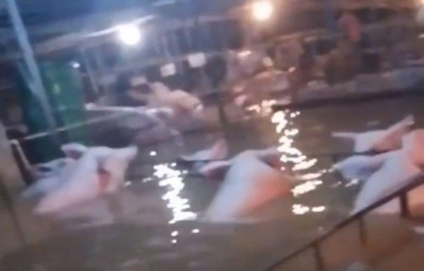 Inundación: Unos 1,800 puercos se ahogaron en Los Santos