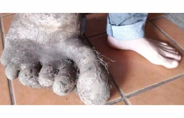 Papa mutante en forma de pie humano