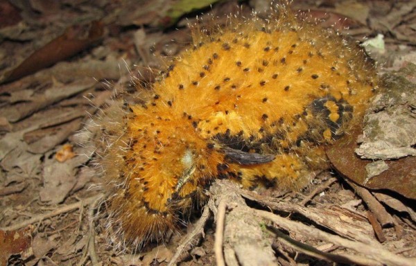 Son animales en extinción.