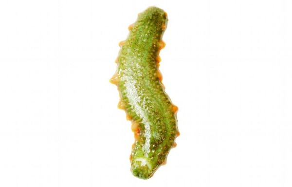 Decomisan 15 mil 764 pepinos de mar